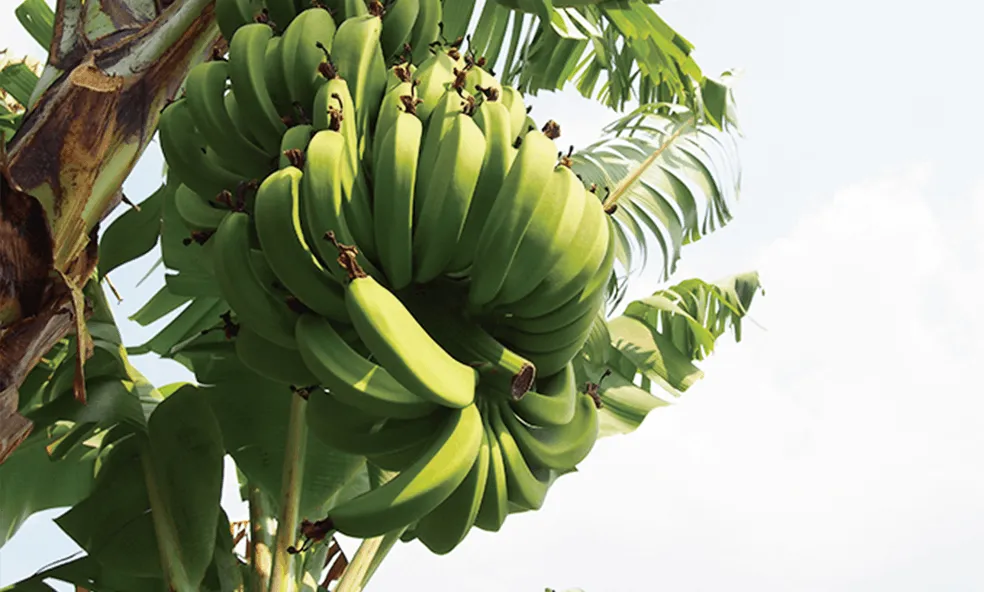 短期間で再生する資源に着目