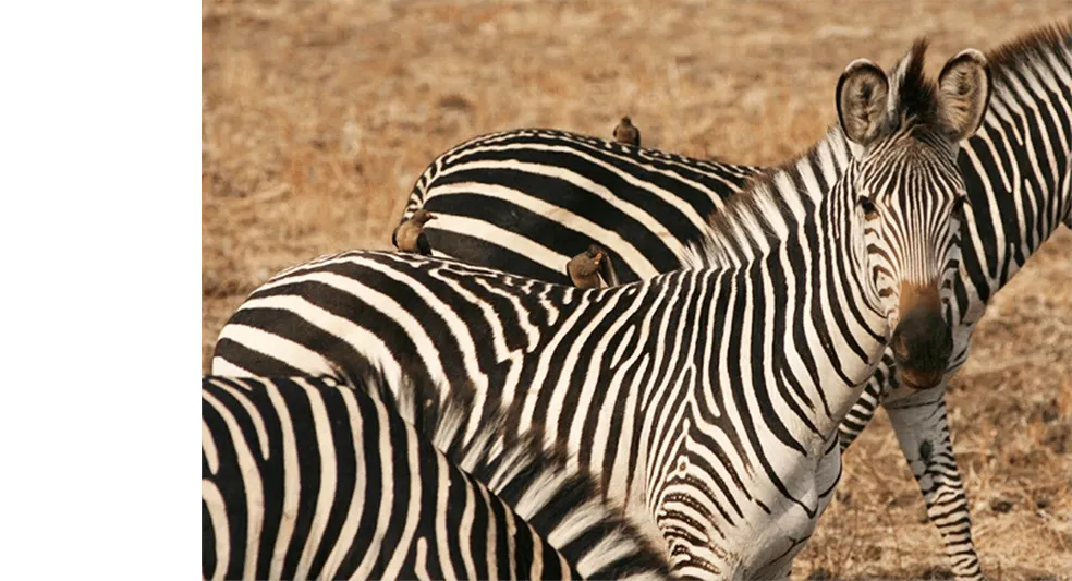 森、野生動物、生物多様性を守ります