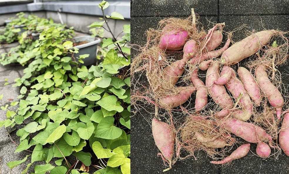 屋上菜園づくり